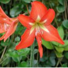 Amaryllis Seed Not Bulbs Orange Red Color 100 PCS Seeds Amaryllis Seed Not Bulbs Orange Red Color 100 PCS Seeds
