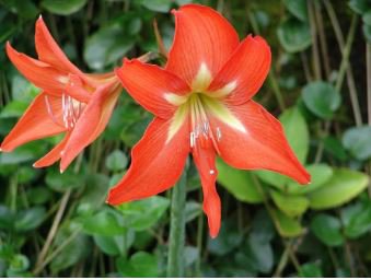 Amaryllis Seed Not Bulbs Orange Red Color 100 PCS Seeds