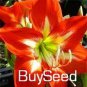 Amaryllis Seed Not Bulbs Orange Red Color 100 PCS Seeds
