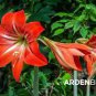 Amaryllis Seed Not Bulbs Orange Red Color 100 PCS Seeds
