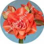 Amaryllis Seed Not Bulbs Orange Red Color 100 PCS Seeds