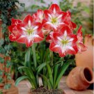 Amaryllis Seed Not Bulbs Water Pink Color 100 PCS Seeds
