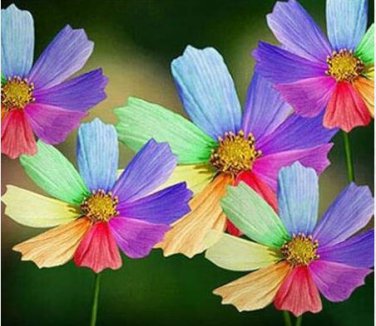 Amazing Rainbow Coreopsis Cosmos 50 PCS Seeds