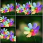 Amazing Rainbow Coreopsis Cosmos 50 PCS Seeds