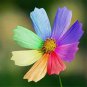 Amazing Rainbow Coreopsis Cosmos 50 PCS Seeds