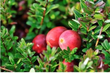 American Cranberry - Vaccinium Macrocarpon Seeds dark red healthy 5 PCS Seeds