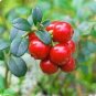 American Cranberry - Vaccinium Macrocarpon Seeds dark red healthy 5 PCS Seeds