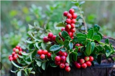 American Cranberry Vaccinium Macrocarpon 5 PCS Seeds