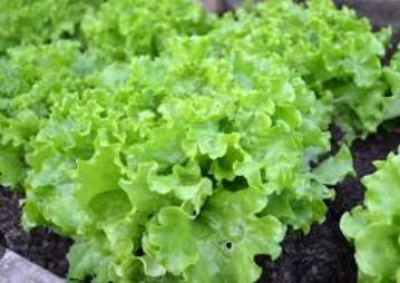 American Fast-growing Lettuce 120 PCS Seeds
