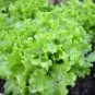 American Fast-growing Lettuce 120 PCS Seeds