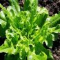 American Fast-growing Lettuce 120 PCS Seeds