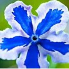 American Forget-me-not Flower Bonsai Starry Eyes Potted Plants 100 PCS Seeds