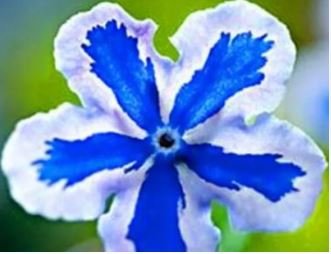 American Forget-me-not Flower Bonsai Starry Eyes Potted Plants 100 PCS Seeds