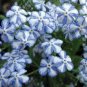 American Forget-me-not Flower Bonsai Starry Eyes Potted Plants 100 PCS Seeds