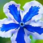 American Forget-me-not Flower Bonsai Starry Eyes Potted Plants 100 PCS Seeds