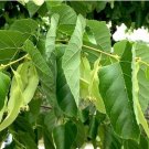 American Linden Tree 50 PCS Seeds American Linden Tree 50 PCS Seeds