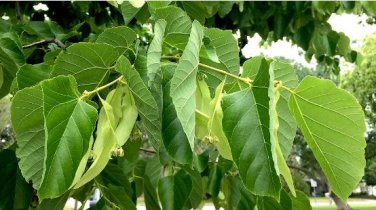 American Linden Tree 50 PCS Seeds