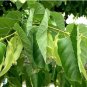 American Linden Tree 50 PCS Seeds