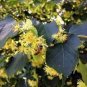 American Linden Tree 50 PCS Seeds