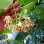 American Linden Tree 50 PCS Seeds