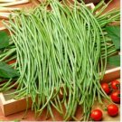 American No-bracket Cowpea 60 PCS Seeds American No-bracket Cowpea 60 PCS Seeds