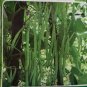 American No-bracket Cowpea 60 PCS Seeds