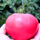 American Pink Long Tomato Organic 300 PCS Seeds American Pink Long Tomato Organic 300 PCS Seeds