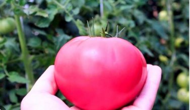 American Pink Long Tomato Organic 300 PCS Seeds