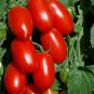 American Pink Long Tomato Organic 300 PCS Seeds