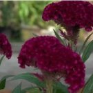 Amish Heirloom Indiana Giant Cockscomb 80 PCS Seeds