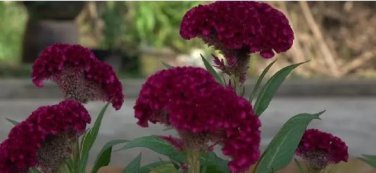 Amish Heirloom Indiana Giant Cockscomb 80 PCS Seeds