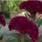 Amish Heirloom Indiana Giant Cockscomb 80 PCS Seeds