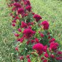 Amish Heirloom Indiana Giant Cockscomb 80 PCS Seeds