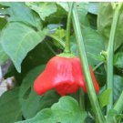Anatolian Tulip Ornamental Pepper 20 PCS Seeds