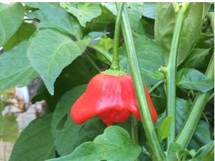 Anatolian Tulip Ornamental Pepper 20 PCS Seeds