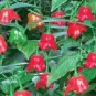 Anatolian Tulip Ornamental Pepper 20 PCS Seeds