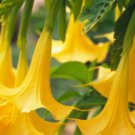 Angel Trumpet Seeds Yellow Flowers 50 PCS Seeds Angel Trumpet Seeds Yellow Flowers 50 PCS Seeds