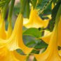 Angel Trumpet Seeds Yellow Flowers 50 PCS Seeds