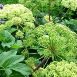 Angelica 50 PCS Seeds