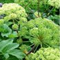 Angelica 50 PCS Seeds