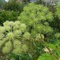 Angelica 50 PCS Seeds