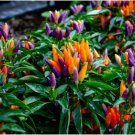 Anhui Colorful Hot Ornamental Pepper Organic 35 PCS Seeds