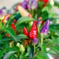 Anhui Colorful Hot Ornamental Pepper Organic 35 PCS Seeds