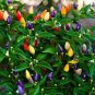 Anhui Colorful Hot Ornamental Pepper Organic 35 PCS Seeds