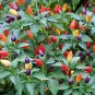 Anhui Colorful Hot Ornamental Pepper Organic 35 PCS Seeds
