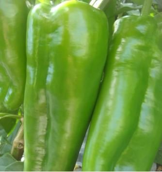 Anhui Green Long Sweet Cow-horn Pepper F1 35 PCS Seeds