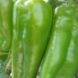 Anhui Green Long Sweet Cow-horn Pepper F1 35 PCS Seeds