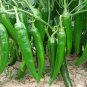 Anhui Green Long Sweet Cow-horn Pepper F1 35 PCS Seeds