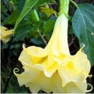 Angel Trumpet Seeds Yellow Flowers 50 PCS Seeds Angel Trumpet Seeds Yellow Flowers 50 PCS Seeds