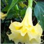 Angel Trumpet Seeds Yellow Flowers 50 PCS Seeds